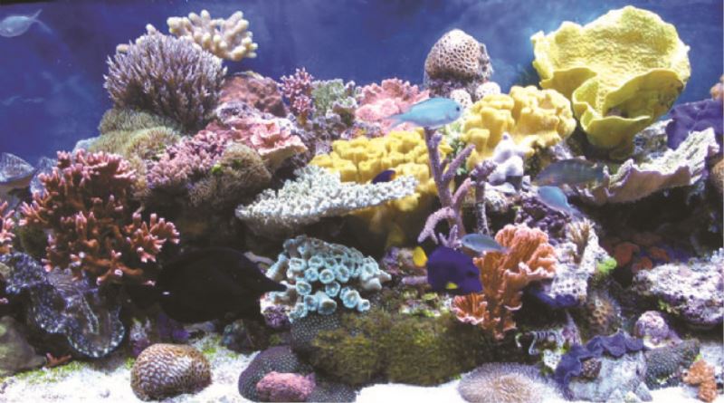 Mercan resifleri yok oluyor