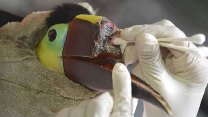 Gagası kırılan tukan kuşuna protez gaga