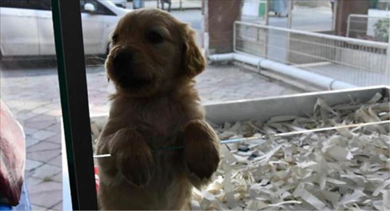 Petshop işletmecisi Eren: Sokağa çıkabilmek için köpek satın alıyorlar